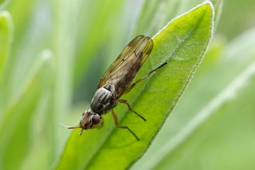 Dorycera graminum